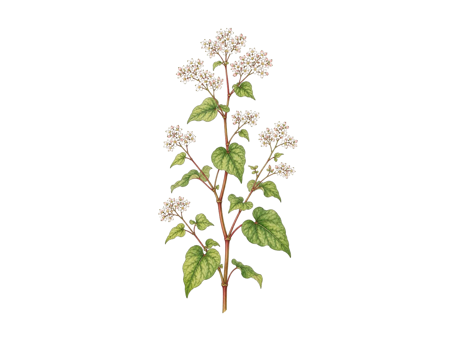 Buckwheat plant
