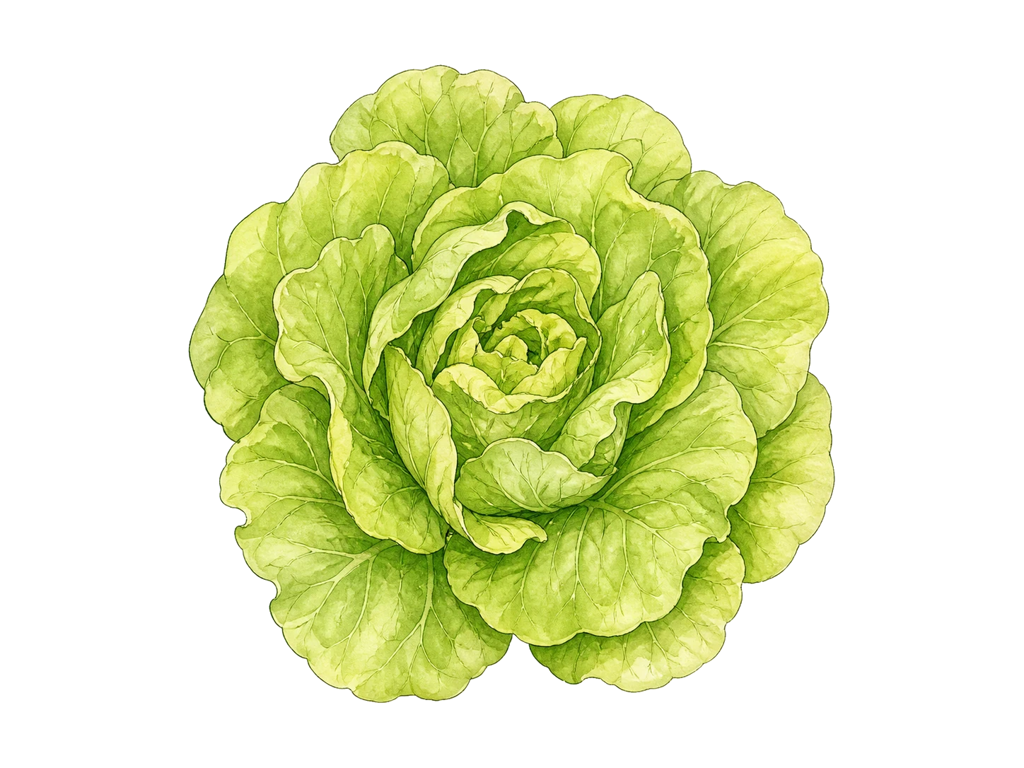Lettuce plant