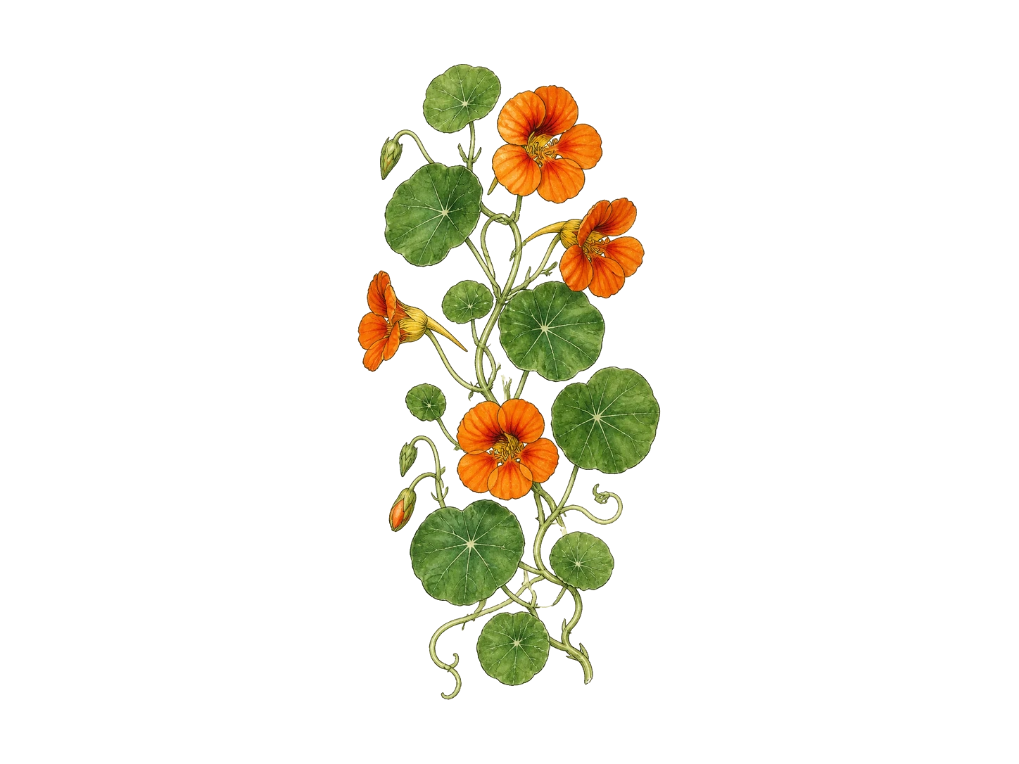 Nasturtium plant