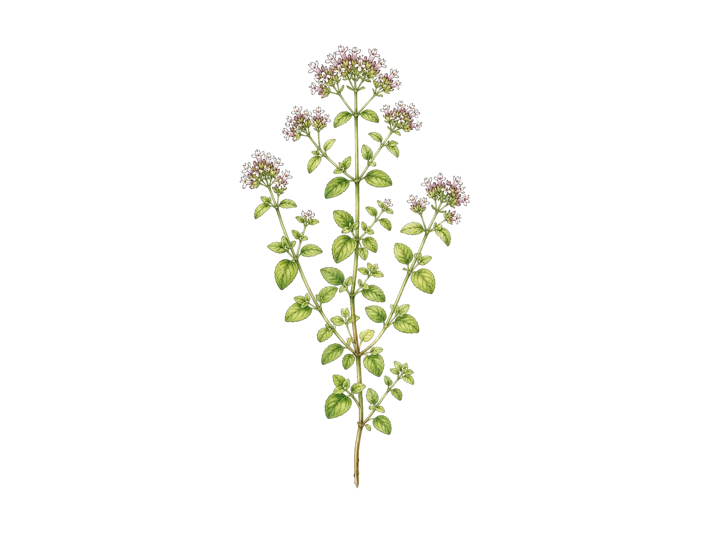 Oregano plant
