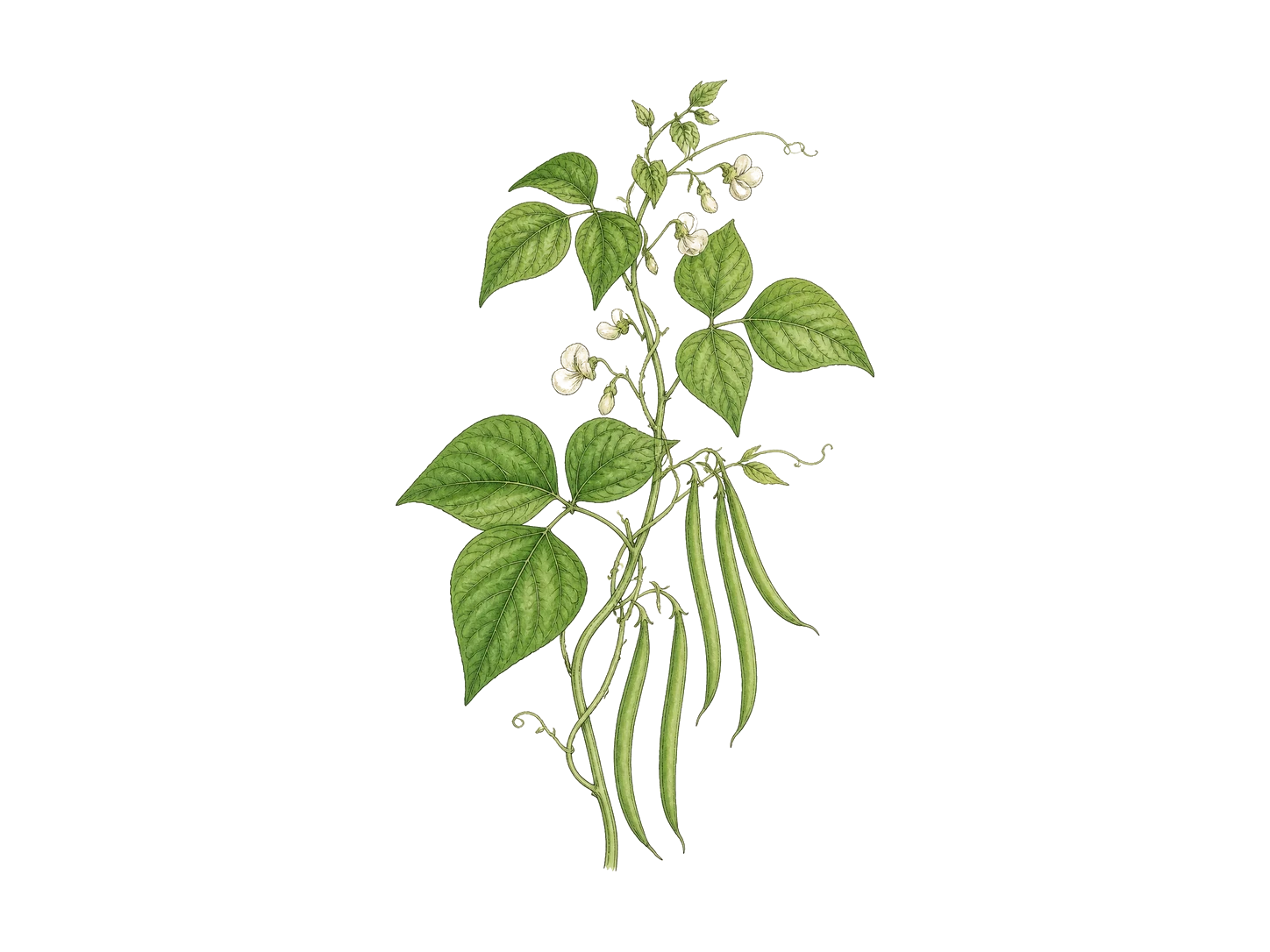 Pole beans plant