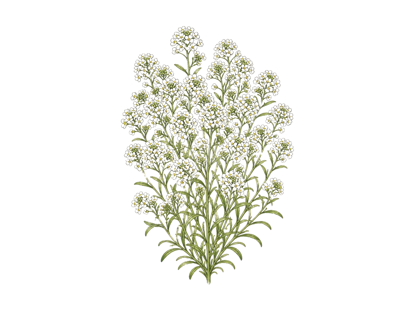 Sweet alyssum plant